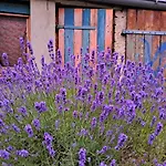 Haus An Der Stadtmauer * Lychen