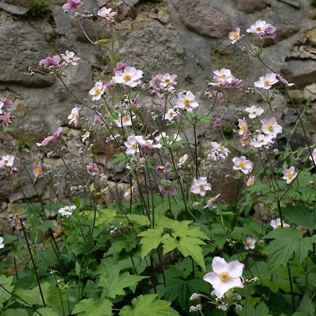 Haus An Der Stadtmauer * Lychen