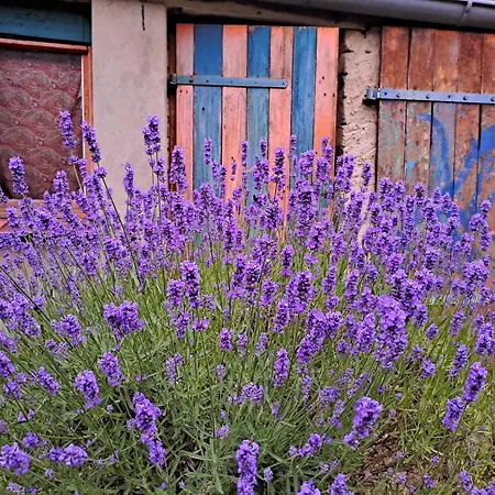 Haus An Der Stadtmauer * Lychen