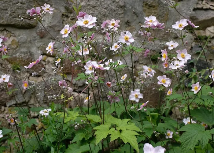 Haus An Der Stadtmauer * Lychen